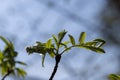 green leaves of mountain ash during spring, small fast-growing green foliage Royalty Free Stock Photo