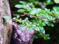 Green leaves with the name Katumpangan beside the wall. Blurred background. Royalty Free Stock Photo