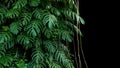 Green leaves of native Monstera Epipremnum pinnatum liana plan