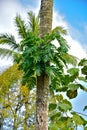 Green leaves of native Monstera Epipremnum pinnatum liana plant growing in wild climbing on jungle palm tree, tropical forest pl Royalty Free Stock Photo