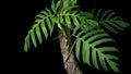 Green leaves of native Monstera Epipremnum pinnatum liana plant growing in wild climbing on jungle tree trunk, tropical forest Royalty Free Stock Photo