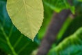 Green leaves on a natural background. Wildlife background. Royalty Free Stock Photo