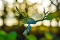 Green leaves on a natural background. Wildlife background. Royalty Free Stock Photo