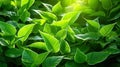 Green leaves, Natural green leaves plants using as spring background cover page greenery environment ecology wallpaper. Generative Royalty Free Stock Photo