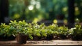 Green Leaves on a Natural Panoramic Background, Illuminated by the Sun\'s Rays, Rustic Base of Wooden Planks with Text Space