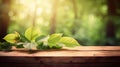 Green Leaves on a Natural Panoramic Background, Illuminated by the Sun\'s Rays, Rustic Base of Wooden Planks with Text Space