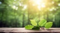 Green Leaves on a Natural Panoramic Background, Illuminated by the Sun\'s Rays, Rustic Base of Wooden Planks with Text Space