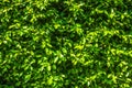 Green leaves natural wall background texture Royalty Free Stock Photo