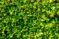 Green leaves natural wall background texture Royalty Free Stock Photo
