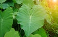 Green leaves with natural water droplets lit up in the morning sun Royalty Free Stock Photo