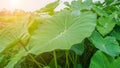 Green leaves with natural water droplets with orange sunlight in the morning Royalty Free Stock Photo