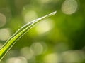 Green leaves in the nature against a blurry background in the morning, green leaves in the forest have a very bright background du Royalty Free Stock Photo