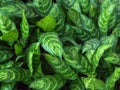 green leaves nature backgroud of aglaonema leaf shrub a top view of beautiful leafy potted plant