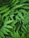 Green fern leaves as nature background Royalty Free Stock Photo