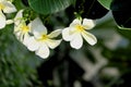 In selective focus a sweet white plumeria flower blossom Royalty Free Stock Photo