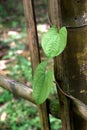 Green leaves in nature. Beautiful nature in Bangladeshi forest.