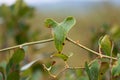 The green leaves in the nature