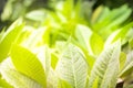 Green leaves in nature with light sunshine on blurred greenery background Royalty Free Stock Photo