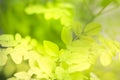 Green leaves in nature with light sunshine on blurred greenery background Royalty Free Stock Photo