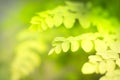 Green leaves in nature with light sunshine on blurred greenery background Royalty Free Stock Photo