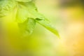 Green leaves in nature with light sunshine on blurred greenery background Royalty Free Stock Photo