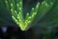 Araucaria or Norfolk Pine tre branch.