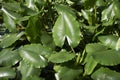 Green leaves of Nuphar advena Royalty Free Stock Photo