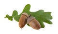 Green leaves of an oak and acorns isolated on a white background Royalty Free Stock Photo