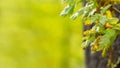 Green leaves on an oak branch. Soft light green blurred background Royalty Free Stock Photo