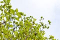 Green leaves on an oak branch. Soft light green blurred background Royalty Free Stock Photo