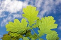 Green leaves oak tree Royalty Free Stock Photo