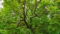 Green leaves of oak tree Royalty Free Stock Photo