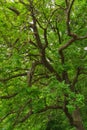 Green leaves of oak tree Royalty Free Stock Photo