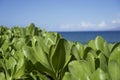 Green Leaves Ocean Back Ground