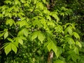 Green leaves of the Ohio buckeye Aesculus glabra in sunlight in spring