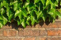 Green leaves on old brick wall. Nature. Royalty Free Stock Photo