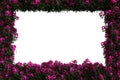 Green leaves and oleander border isolated on transparent background - 3D Illustration Royalty Free Stock Photo