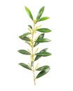 Green leaves olive tree isolated white background