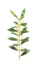 Green leaves olive tree isolated white background Royalty Free Stock Photo