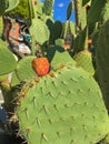 Green leaves of Opuntia cactus plant with its fruit Prickly Pea