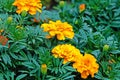 Green leaves and orange flowers of marigolds, side view Royalty Free Stock Photo