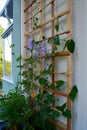 Green leaves and orange flowers of thunbergia on wooden trellis Royalty Free Stock Photo