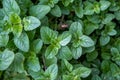 Leaves of Oregano in an Herb Garden Royalty Free Stock Photo