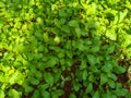 green leaves of organic radish plantation in farmland