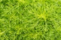 Green leaves of ornamental plant in the garden. Full frame small green leaf texture background. Dense green leaf with beauty