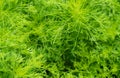 Green leaves of ornamental plant in the garden. Full frame small green leaf texture background. Dense green leaf with beauty