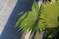 Green leaves ornamental tropical houseplant with sunlight.