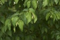 Branch of Ostrya carpinifolia tree