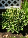 Hosta Patriot green and white shrub Royalty Free Stock Photo