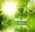 Green leaves over water Royalty Free Stock Photo